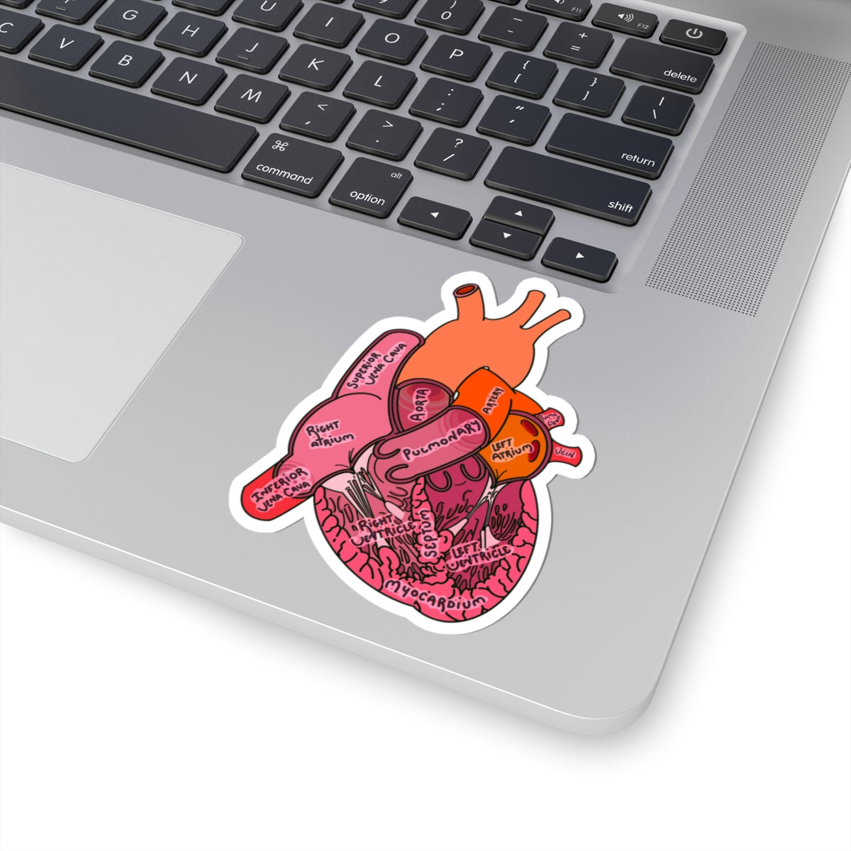 Detailed Anatomical Heart Sticker - Medical Art with Labeled Ventricles, Arteries, and Veins