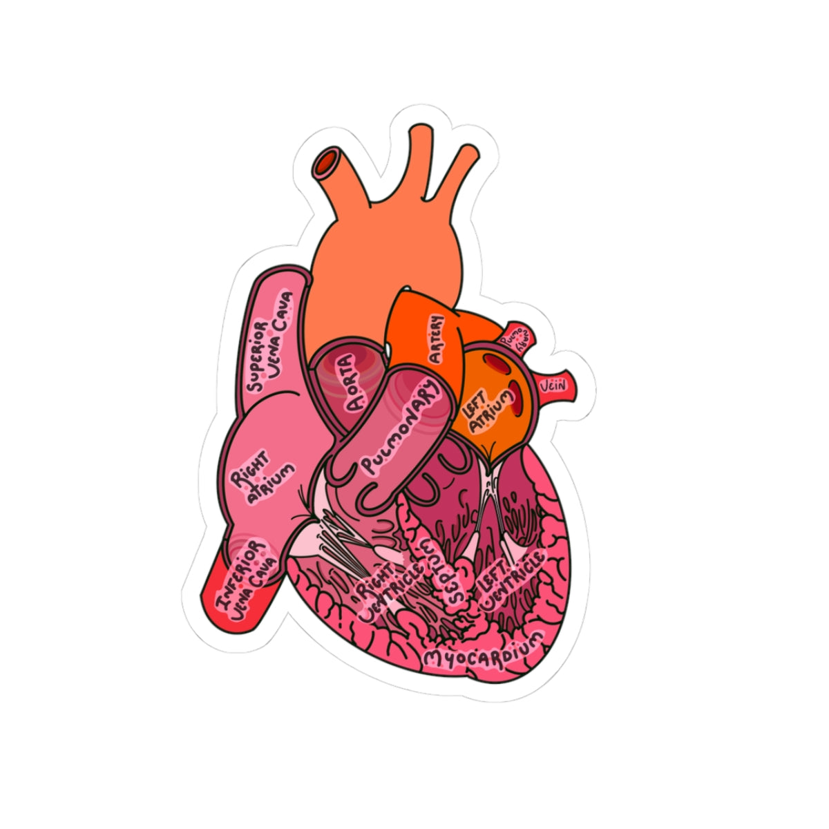 Detailed Anatomical Heart Sticker - Medical Art with Labeled Ventricles, Arteries, and Veins