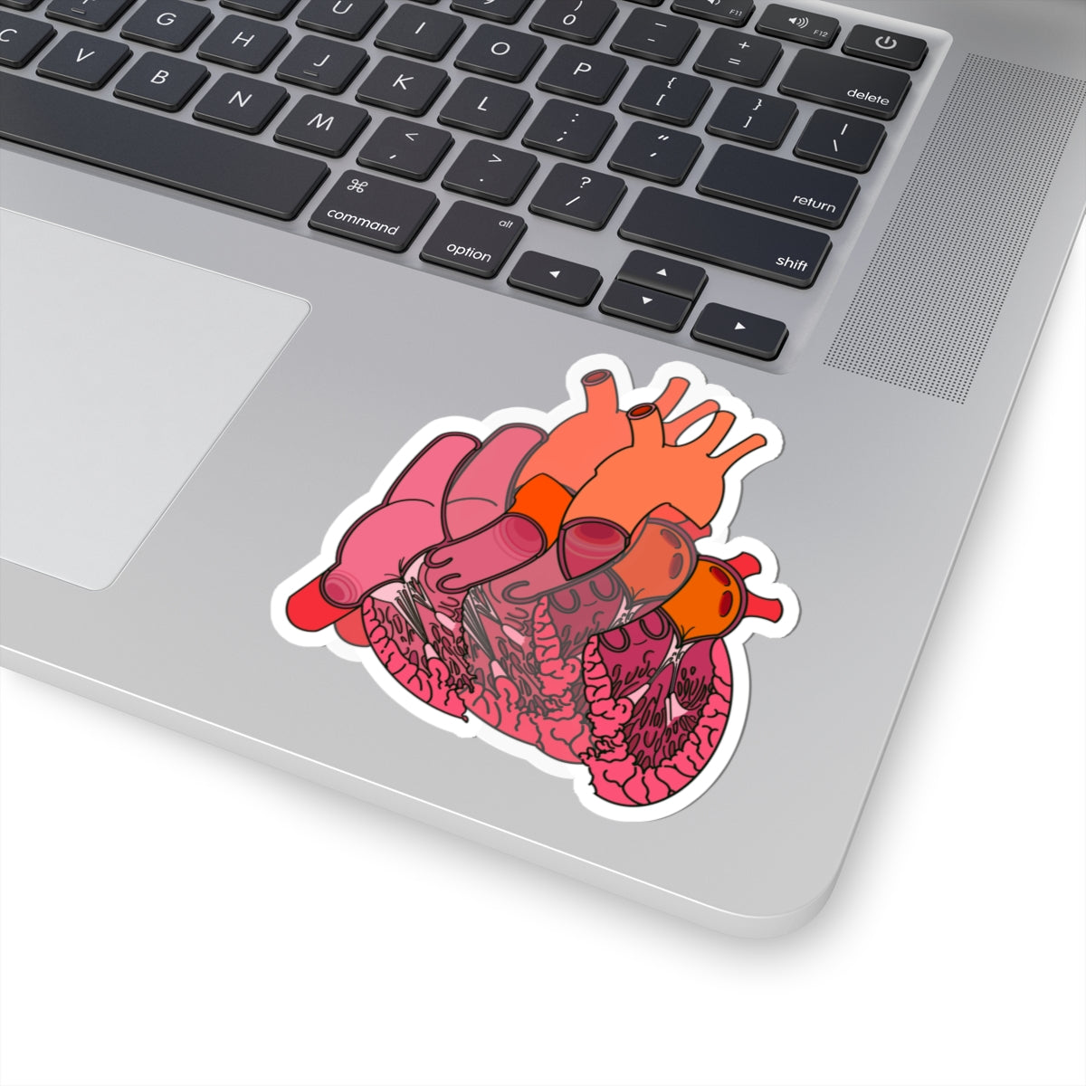 Split Anatomical Heart Sticker - Detailed Left and Right Heart Anatomy