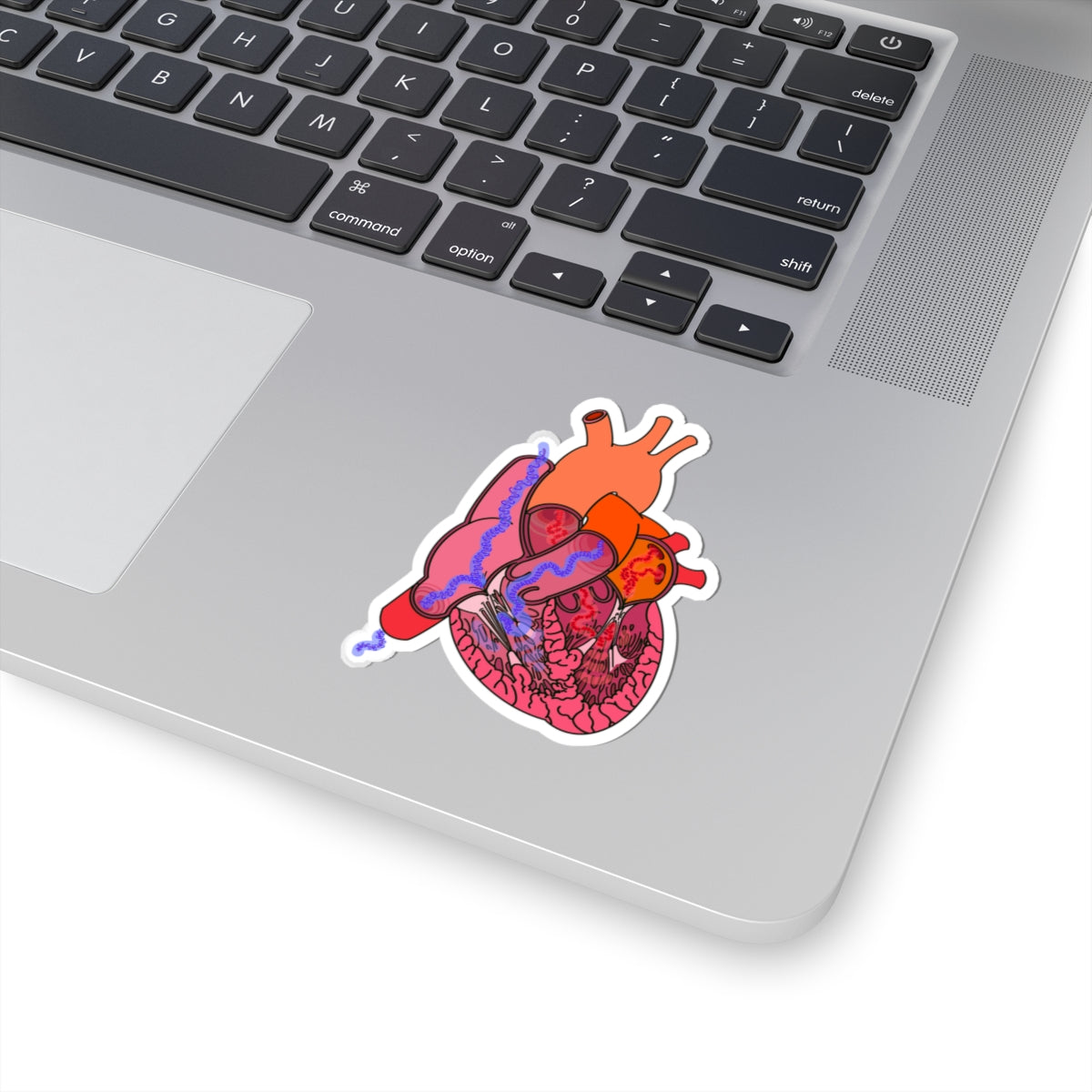 Heart Blood Flow Sticker - Detailed Cardiac Anatomy Portraying Flow Of Venous/Arterial Blood