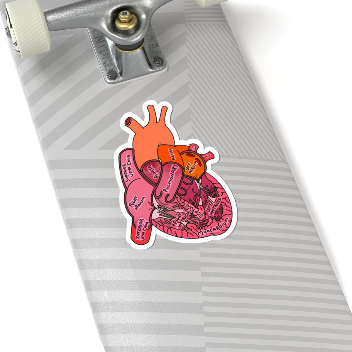Detailed Anatomical Heart Sticker - Medical Art with Labeled Ventricles, Arteries, and Veins