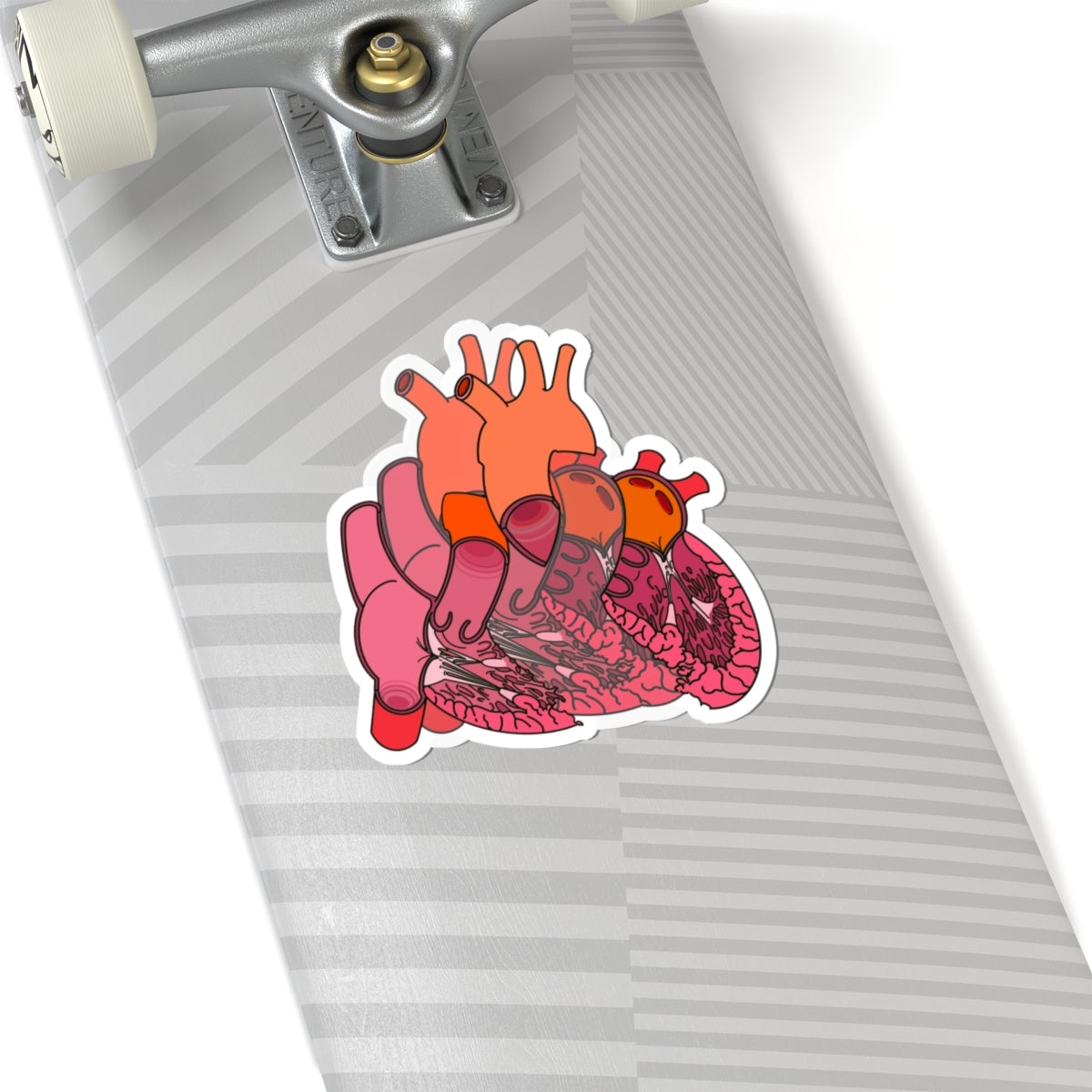Split Anatomical Heart Sticker - Detailed Left and Right Heart Anatomy