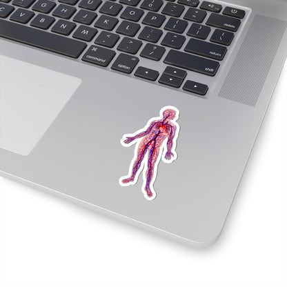 Anatomical Arteries and Veins Sticker