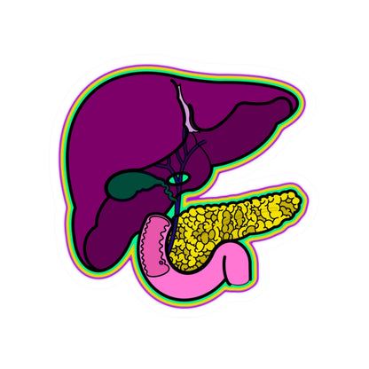 GI System Sticker, Liver, Pancreas, Gallbladder & Intestines