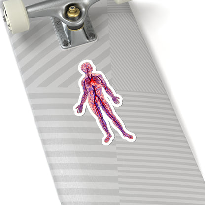 Anatomical Arteries and Veins Sticker