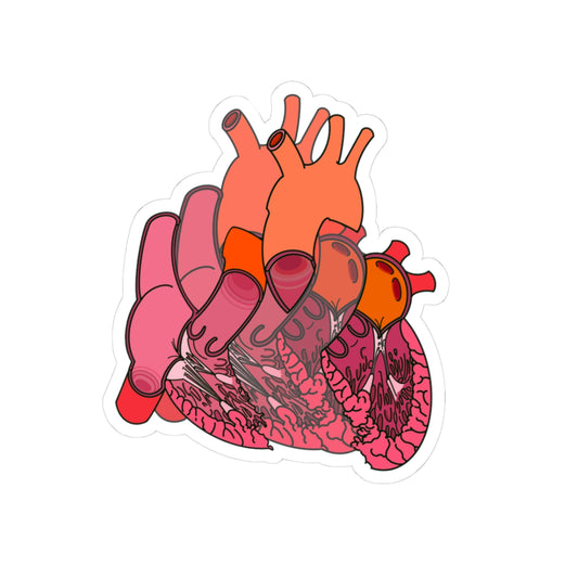 Split Anatomical Heart Sticker - Detailed Left and Right Heart Anatomy