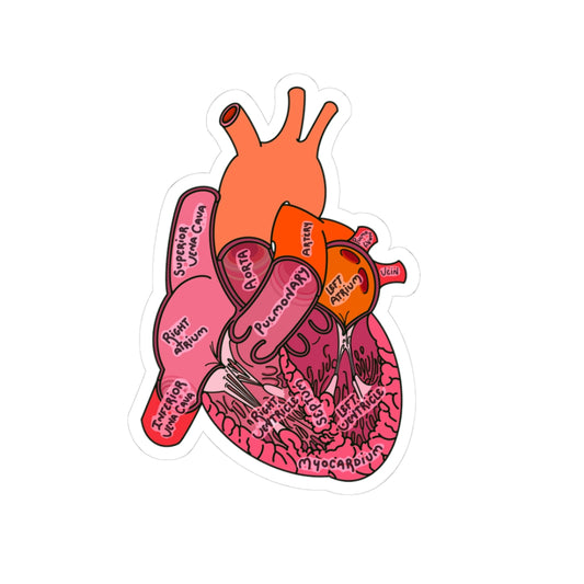 Detailed Anatomical Heart Sticker - Medical Art with Labeled Ventricles, Arteries, and Veins