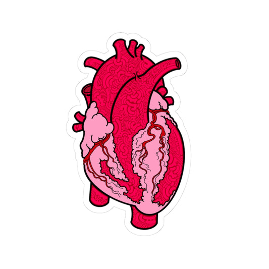 Anatomical Heart Sticker - Perfect for Medical/Nursing Enthusiasts and Art Lovers