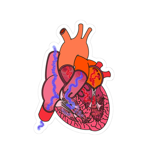 Heart Blood Flow Sticker - Detailed Cardiac Anatomy Portraying Flow Of Venous/Arterial Blood