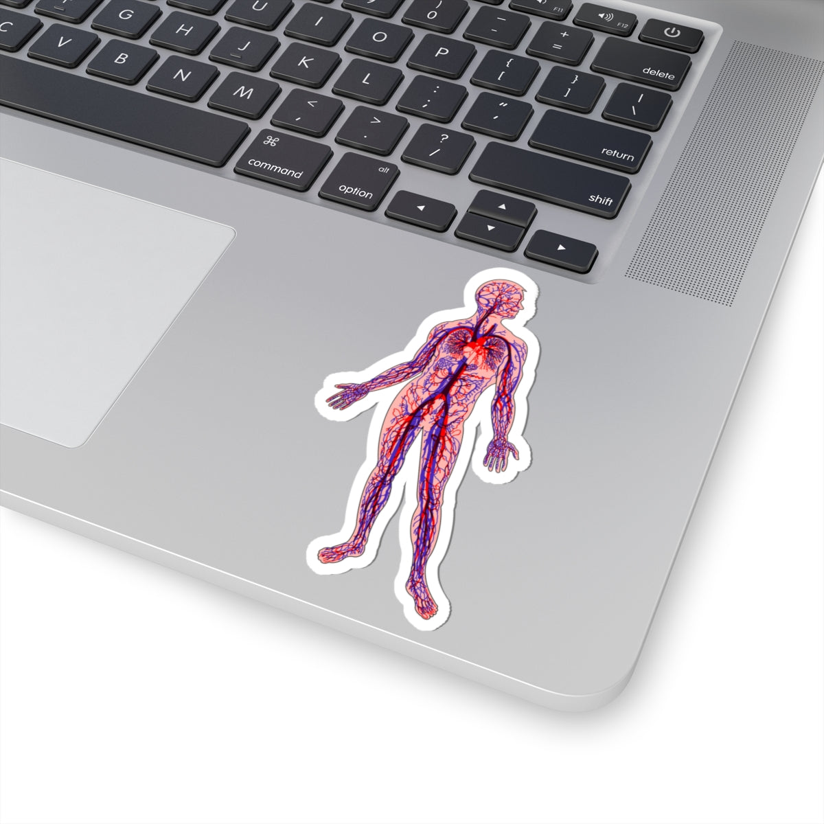 Anatomical Arteries and Veins Sticker