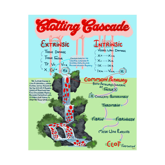 Clotting Cascade Educational Poster — Hemostasis Biology Diagram Matte Vertical Print