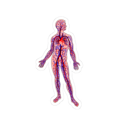 Anatomical Arteries and Veins Sticker