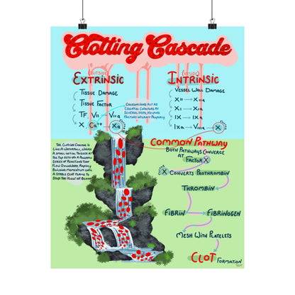 Clotting Cascade Educational Poster