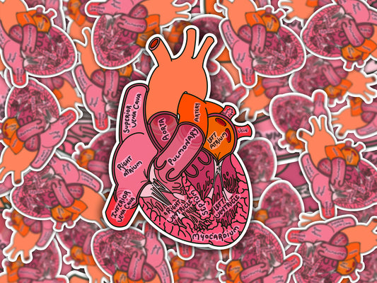 Detailed Anatomical Heart Sticker