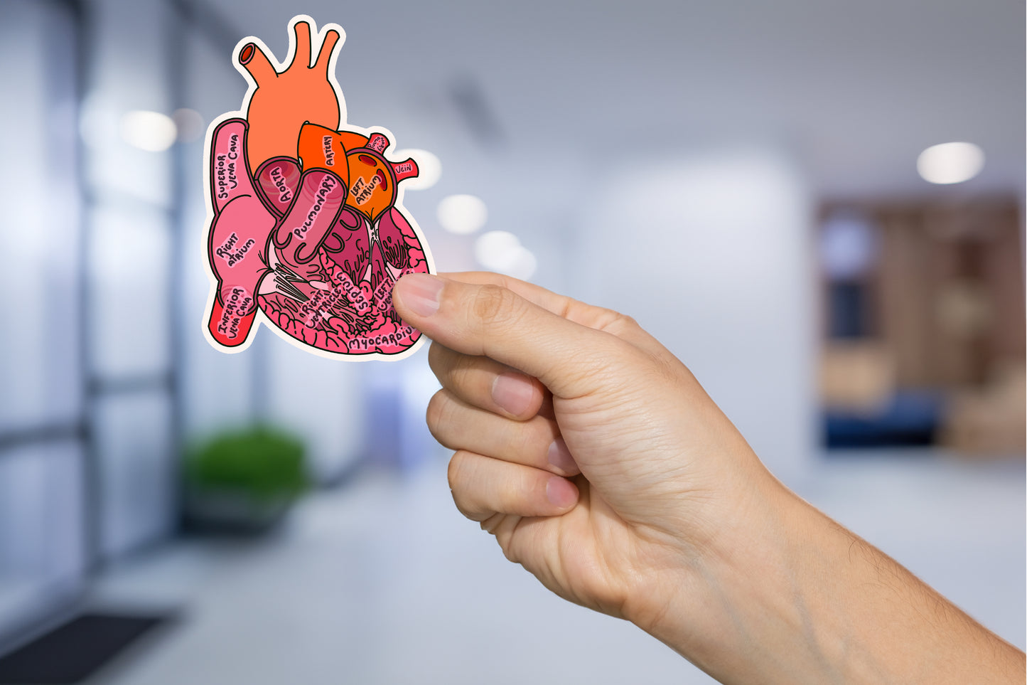 Detailed Anatomical Heart Sticker