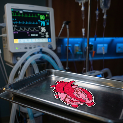 Anatomical Heart Sticker