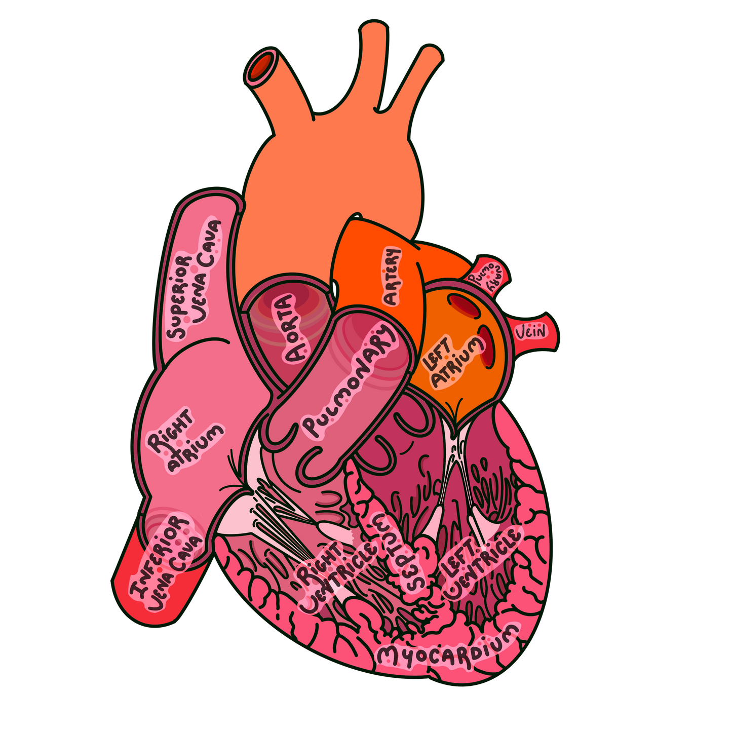 Detailed Anatomical Heart Sticker