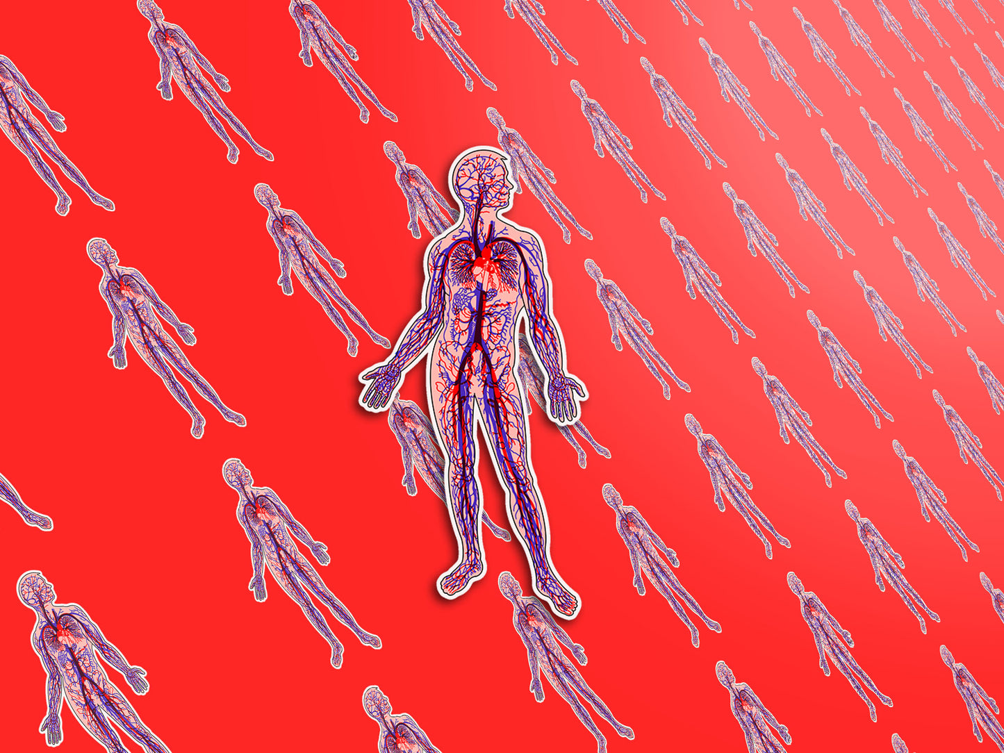 Anatomical Arteries and Veins Sticker