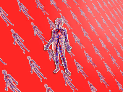 Anatomical Arteries and Veins Sticker