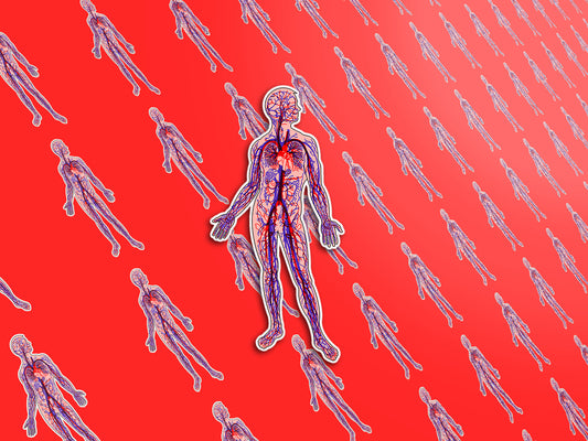 Anatomical Arteries and Veins Sticker