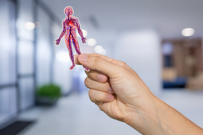 Anatomical Arteries and Veins Sticker