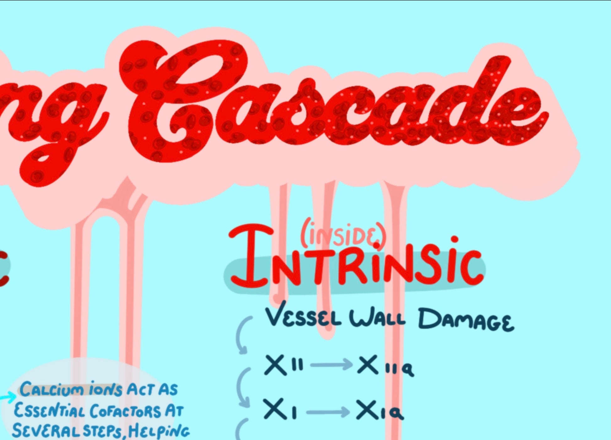 Illustration of Clotting Cascade with text about 'Intrinsic Vessel Wall Damage' on a light blue background.