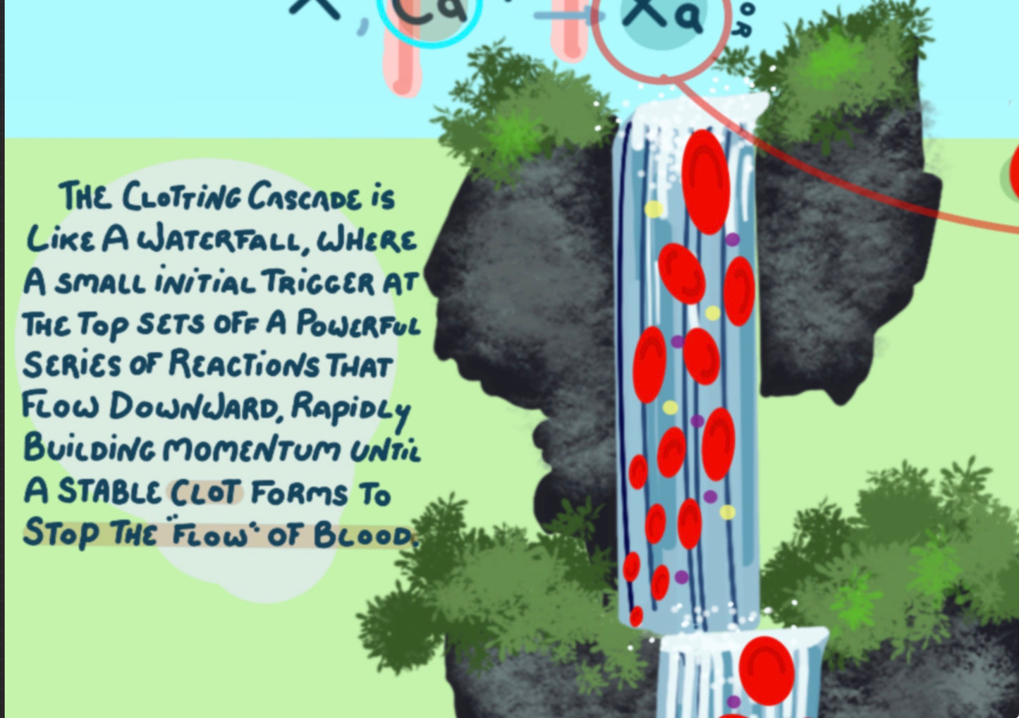 Clotting Cascade Educational Poster