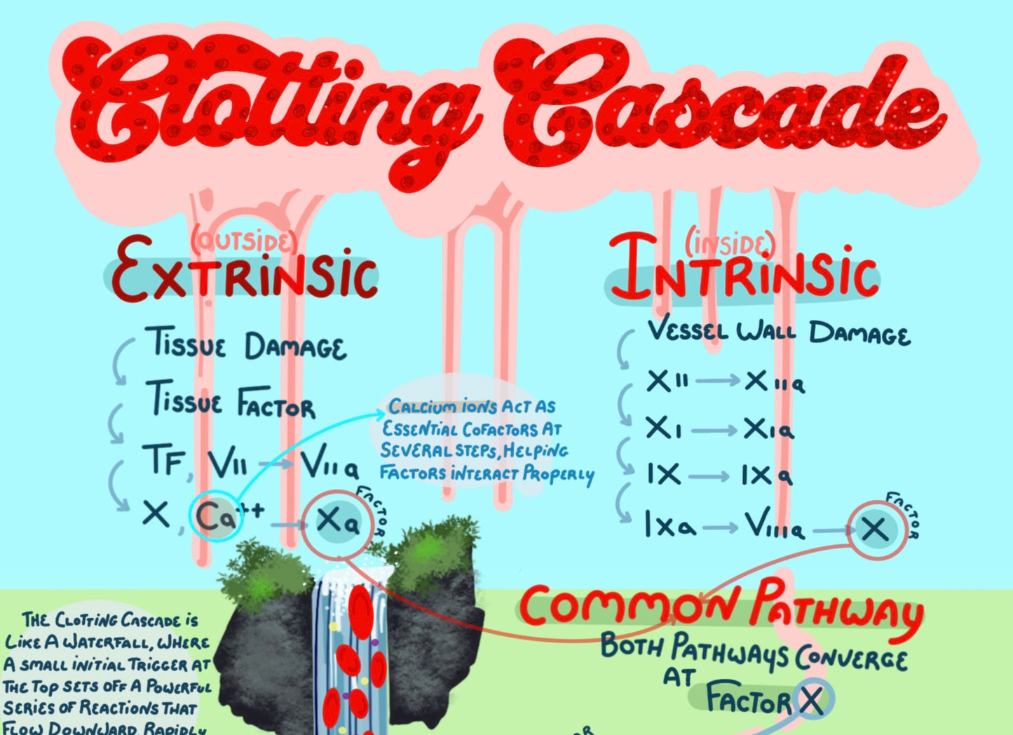 Diagram of the clotting cascade with extrinsic and intrinsic pathways on a colorful background.