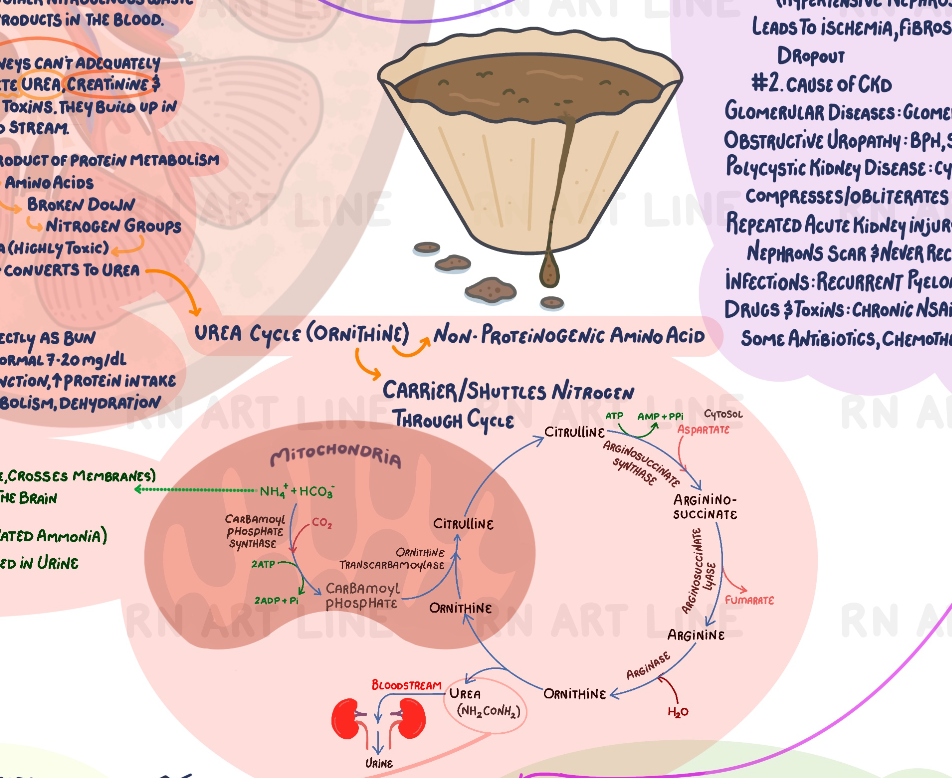 End-Stage Renal Disease Concept Map - Digital Study Edition (Watermarked)