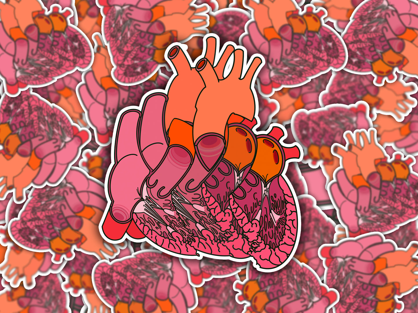 Split Anatomical Heart Sticker - Detailed Left and Right Heart Anatomy