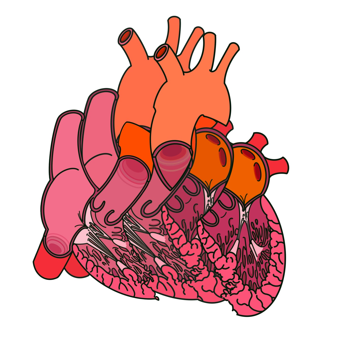 Split Anatomical Heart Sticker - Detailed Left and Right Heart Anatomy