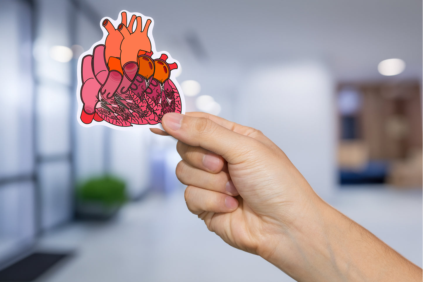 Split Anatomical Heart Sticker - Detailed Left and Right Heart Anatomy